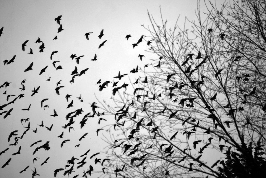 Стая ворон. Много птиц. Птицы в небе чб. Стая ворон в небе.